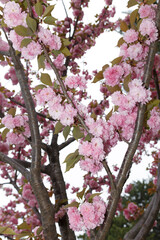 花,桜,小金井公園,
flowers, cherry blossoms, Koganei Park,