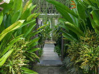 Tropical jungle with path in Indonesia
