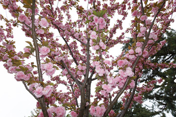花,桜,小金井公園,
flowers, cherry blossoms, Koganei Park,