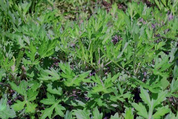 野原の蓬、ヨモギの背景、よもぎ、公園の蓬