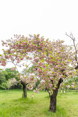 花,桜,小金井公園,
flowers, cherry blossoms, Koganei Park,