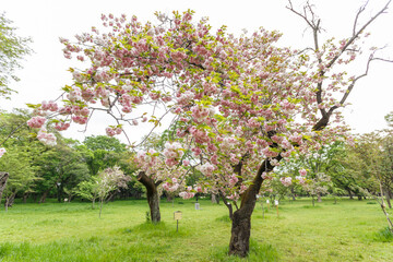 花,桜,小金井公園,
flowers, cherry blossoms, Koganei Park,