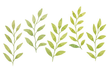 Watercolor leaves illustration set - green leaf branches collection for wedding, greetings, stationary, wallpapers, fashion, background. olive, green leaves, Eucalyptus etc