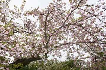 花,桜,小金井公園,
flowers, cherry blossoms, Koganei Park,