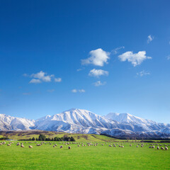 New Zealand Farmland, snowy mountains,sheep,pasture, blue sky.