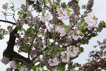 花,桜,小金井公園,
flowers, cherry blossoms, Koganei Park,