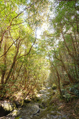 Obraz premium 八丈町天然記念物、こん沢林道甌穴群（ポットホール） 三原山の中腹にあるジャングル地帯。 沢沿いに貴重なポットホール（岩盤を流れる水路にできる穴（くぼみ））地帯、こん沢林道甌穴群がある。 この場所の規模ほどのものは大変貴重で、八丈町の天然記念物に指定されている。散策路は登山道になっているため、登山の装備が必要。 また、雨天時には水量が増すため危険である。航路の終点、太平洋の大きな孤島、八丈島