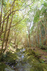 八丈町天然記念物、こん沢林道甌穴群（ポットホール）
三原山の中腹にあるジャングル地帯。
沢沿いに貴重なポットホール（岩盤を流れる水路にできる穴（くぼみ））地帯、こん沢林道甌穴群がある。
この場所の規模ほどのものは大変貴重で、八丈町の天然記念物に指定されている。

散策路は登山道になっているため、登山の装備が必要。
また、雨天時には水量が増すため危険である。

航路の終点、太平洋の大きな孤島、八丈島