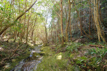 Fototapeta premium 八丈町天然記念物、こん沢林道甌穴群（ポットホール） 三原山の中腹にあるジャングル地帯。 沢沿いに貴重なポットホール（岩盤を流れる水路にできる穴（くぼみ））地帯、こん沢林道甌穴群がある。 この場所の規模ほどのものは大変貴重で、八丈町の天然記念物に指定されている。散策路は登山道になっているため、登山の装備が必要。 また、雨天時には水量が増すため危険である。航路の終点、太平洋の大きな孤島、八丈島