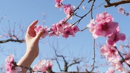 Natural beauty of organic agricultural almond farm during spring blooming. Close-up view of a female hand touching colorful pinky flowers against blue sky in the background. High quality 4k footage