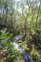 Fototapeta premium 沢沿いに繁茂するシイノキなどの広葉樹林。八丈町天然記念物、こん沢林道甌穴群（ポットホール） 三原山の中腹にあるジャングル地帯。 沢沿いに貴重なポットホール（岩盤を流れる水路にできる穴（くぼみ））地帯、こん沢林道甌穴群がある。 この場所の規模ほどのものは大変貴重で、八丈町の天然記念物に指定されている。散策路は登山道になっているため、登山の装備が必要。 また、雨天時には水量が増すため危険である