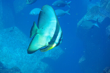 Fototapeta premium 大きく美しいツバメウオ（ツバメウオ属）他の群れ。スキンダイビングポイントの底土海水浴場。 航路の終点、太平洋の大きな孤島、八丈島。 東京都伊豆諸島。 2020年2月22日水中撮影。A school of large, beautiful Longfin Batfish, Platax teira (genus Bartlett's swallows) and others.Sokod