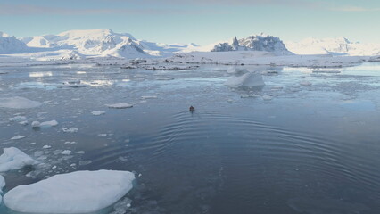 Zodiac Boat Sail Glacier Tracking Aerial View. Seagull Fly Above Expedition Rubber Transport...