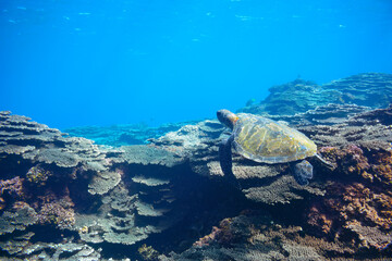 サンゴ礁をゆったりと泳ぐ大きく美しいアオウミガメ（ウミガメ科）。

スキンダイビングポイントの底土海水浴場。
航路の終点、太平洋の大きな孤島、八丈島。
東京都伊豆諸島。
2020年水中撮影。


Large, beautiful green sea turtles (Chelonia mydas, family comprising sea turtles) swim leisurely thro