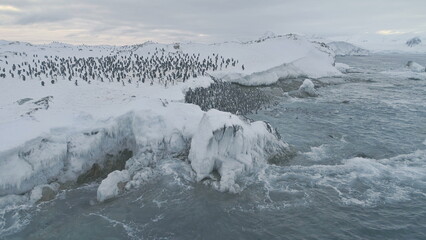 Antarctica penguins colony. Aerial drone view flight over swimming, standing Emperor penguins...