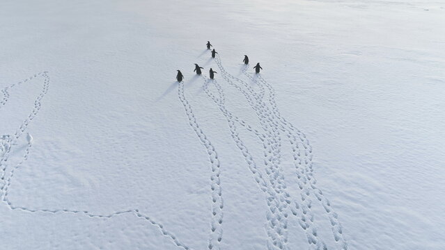 Aerial Flight Over Footprints and Running Penguins. Antarctica Drone. Fast Moving Gentoo Penguins and White Birds. Ice Cold, Snow Covered Land. Habits of Wild Animals.