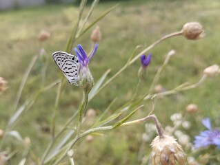 butterfly on a flower