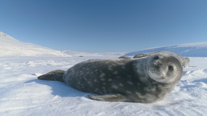 Cute baby Weddell seal playing in the Antarctic snow. Close-Up cute Face Bathed in Sunlight on Antarctica Snow. Adorable wildlife in natural ice habitat. Beauty of the Antarctica frozen landscape