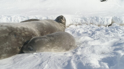 Obraz premium Closeup Antarctica Weddell Seal Family Rest On Snow. Baby and Mother Wild Arctic Mammal Animal Play on Cold Antarctic Ice Covered Landscape. Polar Wildlife Crabeater Close-up
