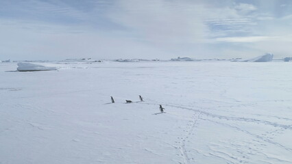 Gentoo Penguin Run Antarctica Frozen Ocean Aerial Tracking View. Polar Bird on Snow Covered Ice Surface make Footprint Track. Antarctic Winter Wildlife Drone Flight Overview