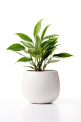 Fototapeta na wymiar Plant in home leaf vase white background.
