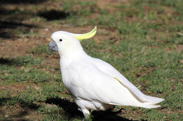 Sulphur-crested cockatoo parrot bird standing on green grass © Tammy Walker