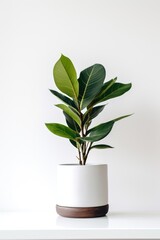 Plant in home leaf vase houseplant.
