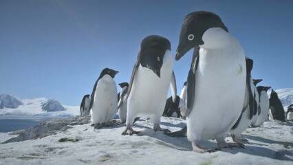 Obraz premium Penguins Couple Playing on Snow. Funny Male, Female Birdes. Antarctica Winter Landscape. Close-up Two Adelie Penguins Standing On Snow, Ice Covered Land. Behavior Of Wild Animals.