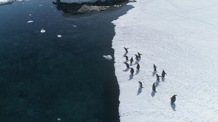 Antarctica Aerial View Gentoo Penguin. South Pole Landscape. Bird Colony Walk on Snow Covered Ocean...