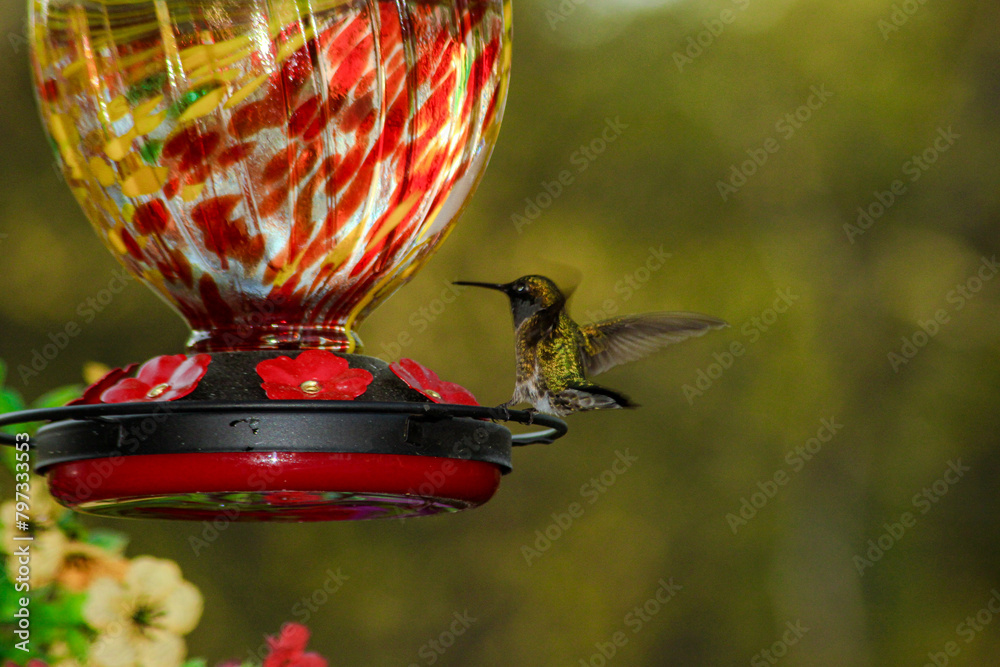 Wall mural Hummingbird