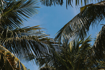 Large palm tree leaves bottom view on sky background