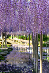 天王川公園の藤棚