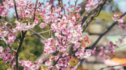 Sakura flowers also known as cherry blossom with green leaves bokeh (defocused) background, shot on Osaka Castle Park, Japan during the day