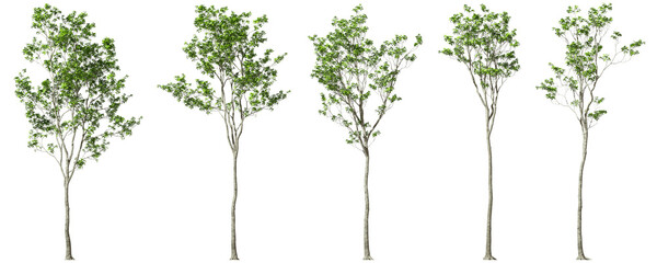Form trees outdoor shapes ornamental set on transparent backgrounds 3d illustrations png