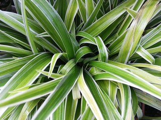 Obraz premium Beautiful seamless pattern of fresh leaf