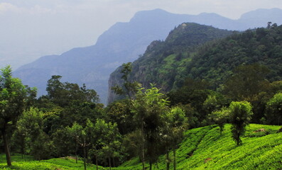 panorama of lush green nilgiri mountain foothills and terrace field, tea garden of coonoor near ooty hill station in tamilnadu, south india