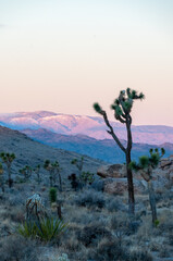 Obraz premium Impression of an early morning sunrise in Joshua Tree national park on an early winter morning.
