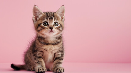 cute baby kitten on pastel color solid background 