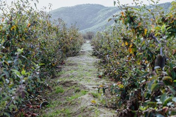 Buried apple orchid from the Cyclone Gabrielle natural disaster. Eskdale, Napier, Hawkes Bay, New...