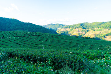 Naklejka premium tea plantation and green tea plantation