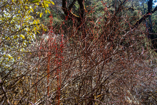Spring Leaves which is only found in Apline Zone.