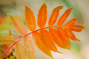 False spiraea Sem. Sorbaria sorbifolia. Red and golden leaves on a sem ash spirea