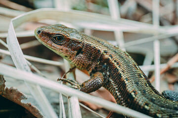 Meadow Lizard in dry grass. The lizard is looking at the camera. Beautiful lizard eyes. Viviparous lizard