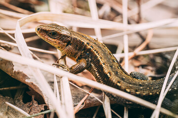 Meadow Lizard in dry grass. The lizard is looking at the camera. Beautiful lizard eyes. Viviparous lizard