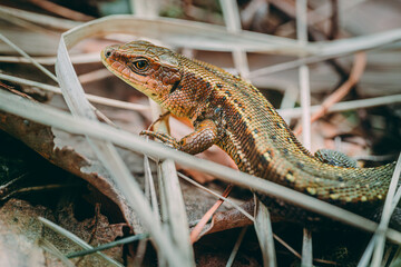 Meadow Lizard in dry grass. The lizard is looking at the camera. Beautiful lizard eyes. Viviparous lizard