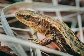 Meadow Lizard in dry grass. The lizard is looking at the camera. Beautiful lizard eyes. Viviparous lizard