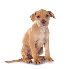 puppy american pit bull terrier with chihuahua