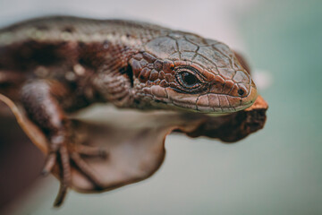 Meadow Lizard in dry grass. The lizard is looking at the camera. Beautiful lizard eyes. Viviparous lizard