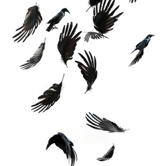 Crow feathers falling in air, isolated on transparent png.