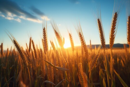 a wheat field with the sun setting behind it